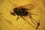 Three Detailed Fossil Flies (Diptera) In Baltic Amber #120656-1